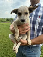 Girl 1, a female Australian Cattle Dog for sale in Xenia, IL – 1 of 7