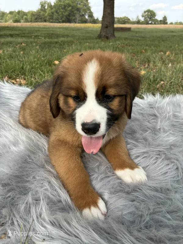 Max – Bernese Mountain Dog, Saint Bernard puppy for sale in Xenia, IL