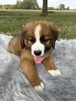 Max, a male Bernese Mountain Dog and Saint Bernard for sale in Xenia, IL – 1 of 9