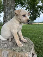 Girl 4, a female Australian Cattle Dog for sale in Xenia, IL – 2 of 9