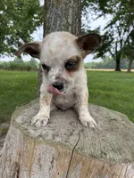 Boy 1, a male Australian Cattle Dog for sale in Xenia, IL – 4 of 8