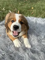 Molly, a female Bernese Mountain Dog and Saint Bernard for sale in Xenia, IL – 2 of 10