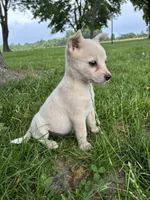 Girl 2, a female Australian Cattle Dog for sale in Xenia, IL – 3 of 9