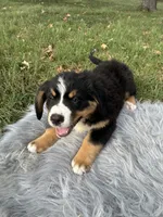 Jack, a male Bernese Mountain Dog and Saint Bernard for sale in Xenia, IL – 5 of 9