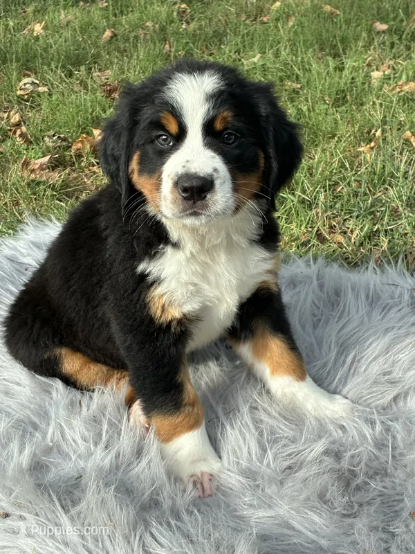Chloe – Bernese Mountain Dog, Saint Bernard puppy for sale in Xenia, IL