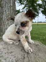 Boy 1, a male Australian Cattle Dog for sale in Xenia, IL – 2 of 8