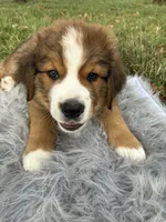 Bear, a male Bernese Mountain Dog and Saint Bernard for sale in Xenia, IL – 7 of 10