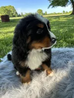 Buddy, a male Bernese Mountain Dog for sale in Xenia, IL – Photo 2 of 5