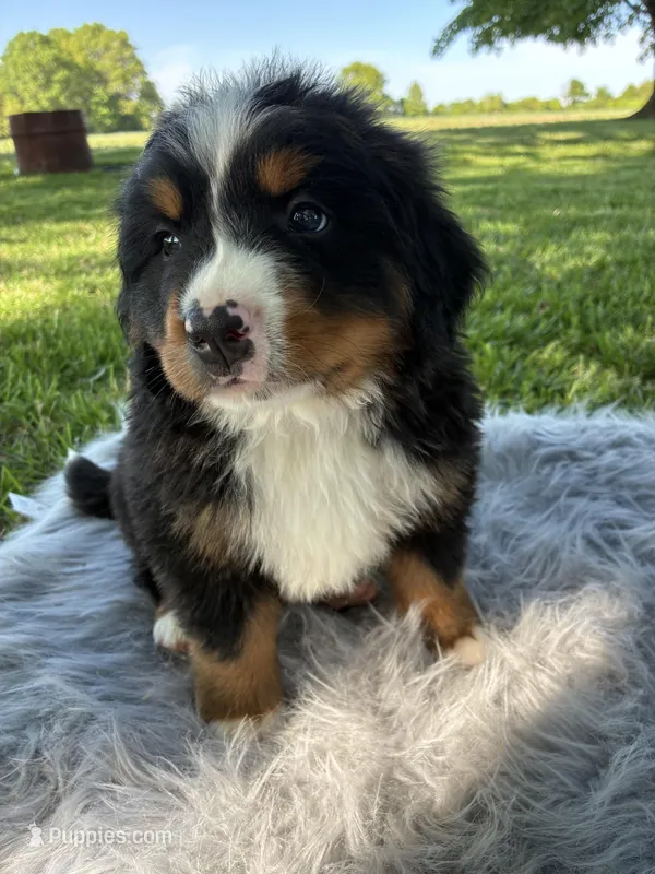 Buddy – Bernese Mountain Dog puppy for sale in Xenia, IL