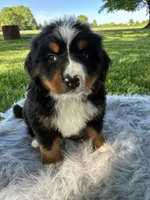 Buddy, a male Bernese Mountain Dog for sale in Xenia, IL – Photo 3 of 5