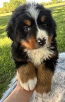 Buddy, a male Bernese Mountain Dog for sale in Xenia, IL – Photo 4 of 5