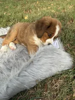 Molly, a female Bernese Mountain Dog and Saint Bernard for sale in Xenia, IL – 4 of 10