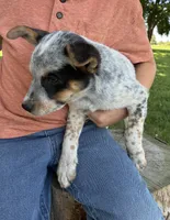 Girl 6, a female Australian Cattle Dog for sale in Xenia, IL – 2 of 5
