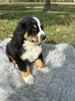 Rocky, a male Bernese Mountain Dog and Saint Bernard for sale in Xenia, IL – 6 of 9