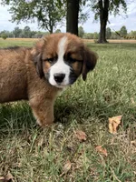 Max, a male Bernese Mountain Dog and Saint Bernard for sale in Xenia, IL – 7 of 9