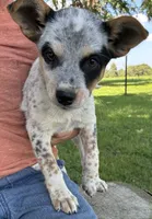 Girl 6, a female Australian Cattle Dog for sale in Xenia, IL – 1 of 5