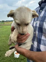 Girl 4, a female Australian Cattle Dog for sale in Xenia, IL – 4 of 7