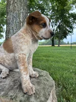 Girl 3, a female Australian Cattle Dog for sale in Xenia, IL – 7 of 9