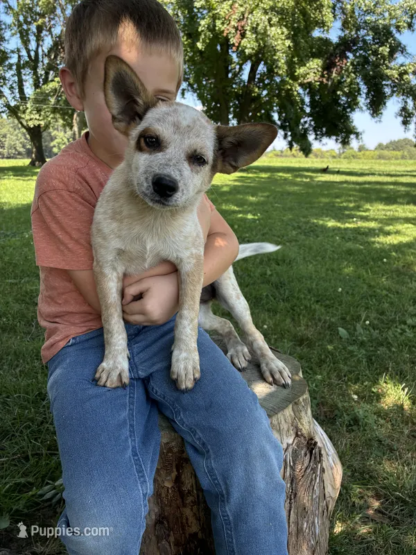 Girl 1 – Australian Cattle Dog puppy for sale in Xenia, IL