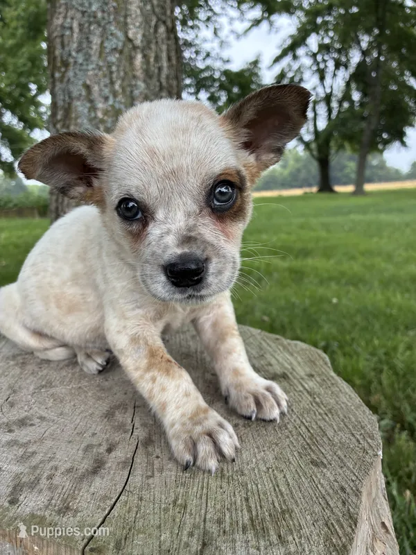 Boy 1 – Australian Cattle Dog puppy for sale in Xenia, IL