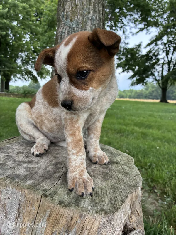 Girl 3 – Australian Cattle Dog puppy for sale in Xenia, IL
