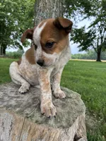 Girl 3, a female Australian Cattle Dog for sale in Xenia, IL – 1 of 9