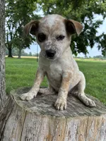 Girl 1, a female Australian Cattle Dog for sale in Xenia, IL – 7 of 10