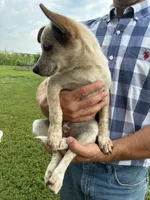 Girl 1, a female Australian Cattle Dog for sale in Xenia, IL – 2 of 7
