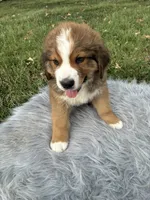 Bear, a male Bernese Mountain Dog and Saint Bernard for sale in Xenia, IL – 5 of 10