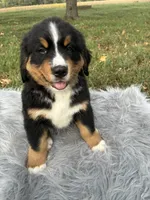 Cooper, a male Bernese Mountain Dog and Saint Bernard for sale in Xenia, IL – 5 of 8