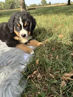Jack, a male Bernese Mountain Dog and Saint Bernard for sale in Xenia, IL – 7 of 9