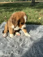 Molly, a female Bernese Mountain Dog and Saint Bernard for sale in Xenia, IL – 7 of 10