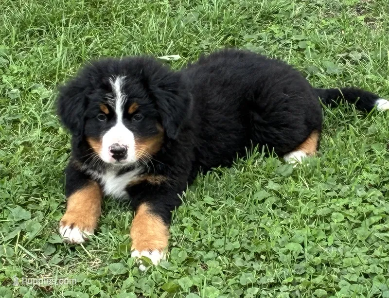 Charlie – Bernese Mountain Dog puppy for sale in Xenia, IL