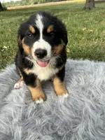 Jack, a male Bernese Mountain Dog and Saint Bernard for sale in Xenia, IL – 1 of 9