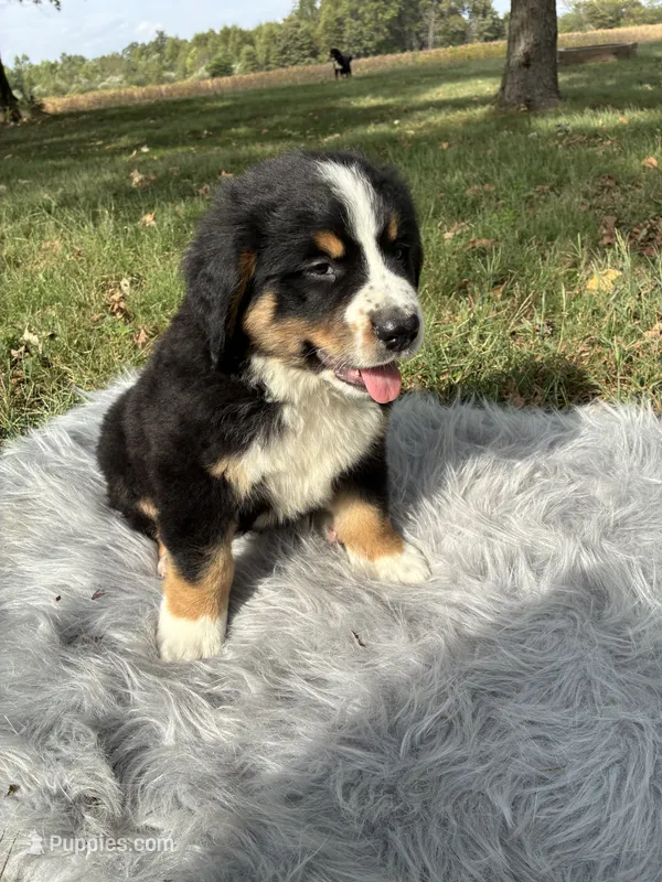 Rocky – Bernese Mountain Dog, Saint Bernard puppy for sale in Xenia, IL