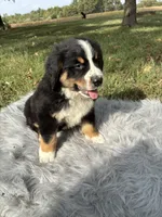 Rocky, a male Bernese Mountain Dog and Saint Bernard for sale in Xenia, IL – 1 of 9