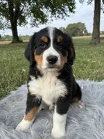 Daisy, a female Bernese Mountain Dog and Saint Bernard for sale in Xenia, IL – 2 of 10