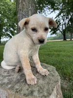 Girl 4, a female Australian Cattle Dog for sale in Xenia, IL – 4 of 9