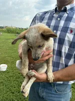 Girl 1, a female Australian Cattle Dog for sale in Xenia, IL – 3 of 7
