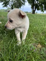 Girl 2, a female Australian Cattle Dog for sale in Xenia, IL – 5 of 9