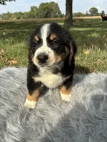 Rocky, a male Bernese Mountain Dog and Saint Bernard for sale in Xenia, IL – 4 of 9