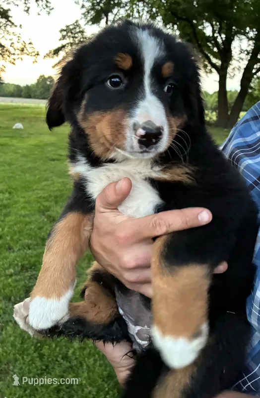Jasmine – Bernese Mountain Dog puppy for sale in Xenia, IL