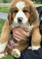 Duke, a male Bernese Mountain Dog and Saint Bernard for sale in Xenia, IL – Photo 2 of 7