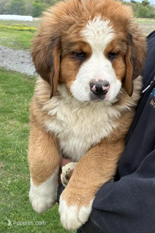 Duke – Bernese Mountain Dog, Saint Bernard puppy for sale in Xenia, IL