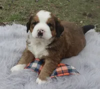 Duke, a male Bernese Mountain Dog and Saint Bernard for sale in Xenia, IL – Photo 3 of 8