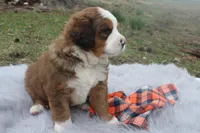 Duke, a male Bernese Mountain Dog and Saint Bernard for sale in Xenia, IL – Photo 4 of 8