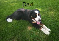 Duke, a male Bernese Mountain Dog and Saint Bernard for sale in Xenia, IL – Photo 8 of 8