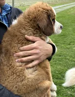 Duke, a male Bernese Mountain Dog and Saint Bernard for sale in Xenia, IL – Photo 3 of 7
