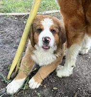 Duke, a male Bernese Mountain Dog and Saint Bernard for sale in Xenia, IL – Photo 4 of 7