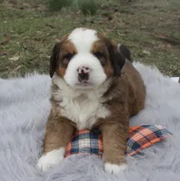 Duke, a male Bernese Mountain Dog and Saint Bernard for sale in Xenia, IL – Photo 6 of 8
